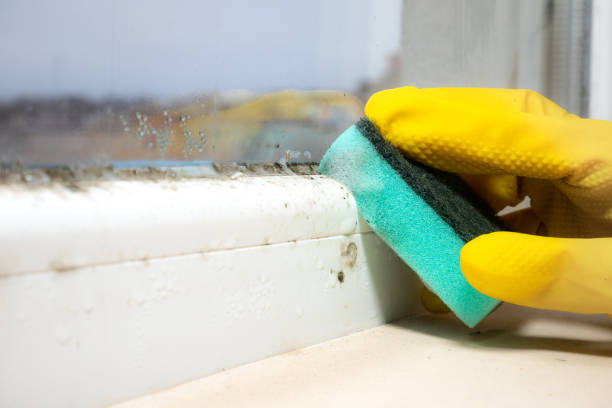 Best Industrial Mold Remediation in Maysville, MO