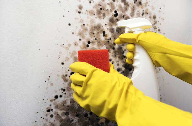Best HVAC Mold Remediation in Maysville, MO