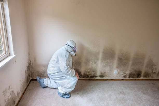 Best Commercial Mold Remediation in Maysville, MO