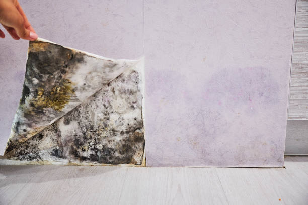 Best Insurance-Related Mold Remediation in Maysville, MO